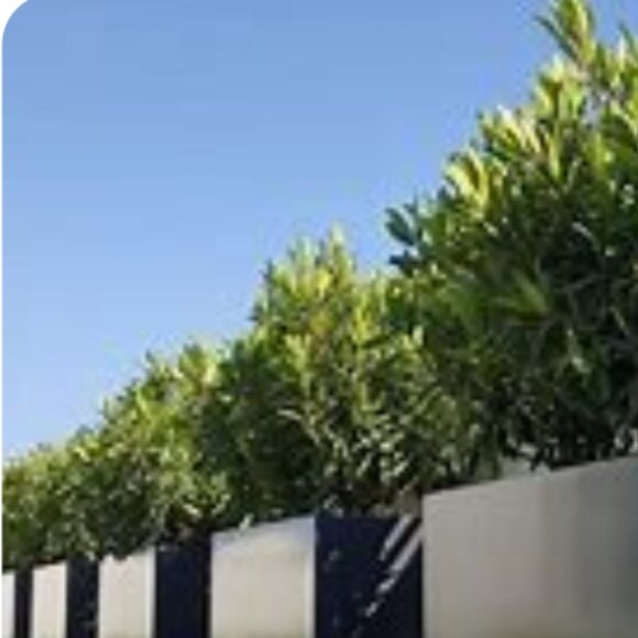 ADD $1 - Eastern Pink Flower Ornamental Trees - Small 7ft (Retail $80-180) - Picture 7 of 7